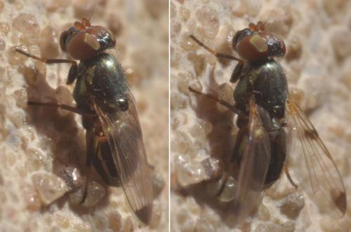 Euxesta notata